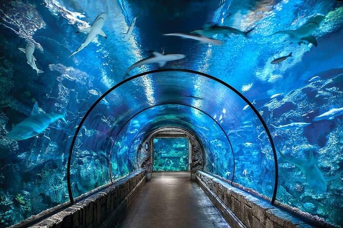 Shark Reef Aquarium
