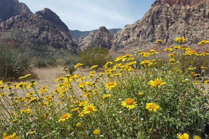Red Rock Canyon Electric Bike Tour with Petroglyphs