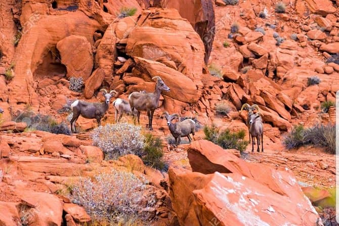 Valley of Fire State Park Day Tour